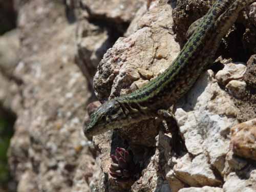 08--Sant-Josep--Talaia--CalaTarida-018