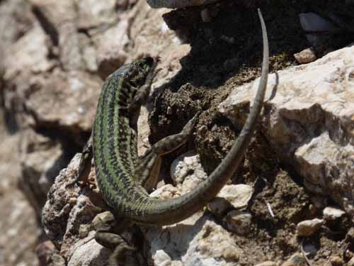 08--Sant-Josep--Talaia--CalaTarida-019