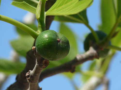 08--Sant-Josep--Talaia--CalaTarida-021