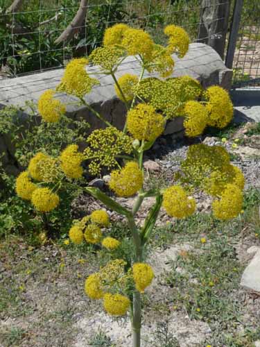 08--Sant-Josep--Talaia--CalaTarida-022