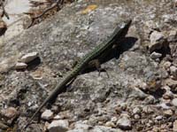 08--Sant-Josep--Talaia--CalaTarida-014