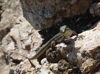 08--Sant-Josep--Talaia--CalaTarida-015