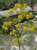 08--Sant-Josep--Talaia--CalaTarida-022