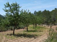 08--Sant-Josep--Talaia--CalaTarida-023