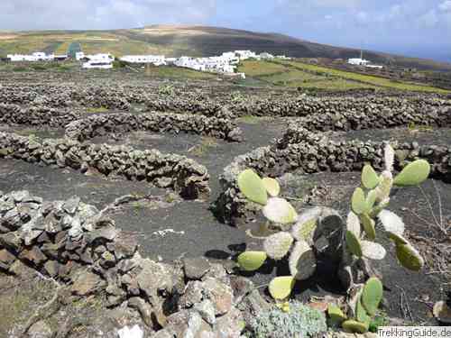 Felder Lanzarote