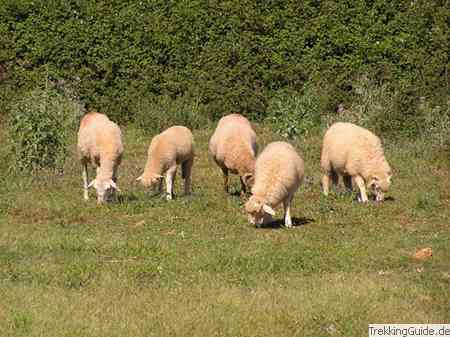 Schafe Balearen