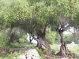 Menorca_04_2005_5120123