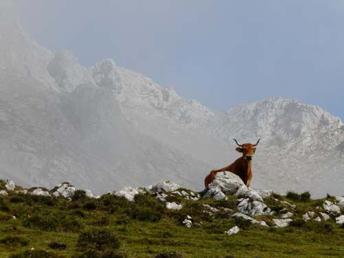 Picos_de_Europa_474