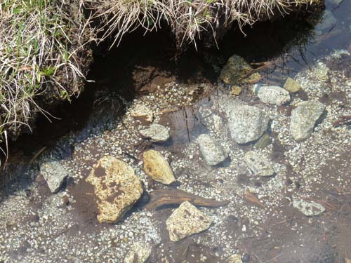 Pyrenaeen_Aigues-Tortes_024