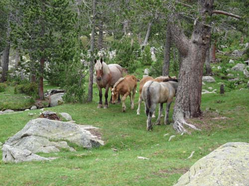 Pyrenaeen_Rifugio-Malniu_005