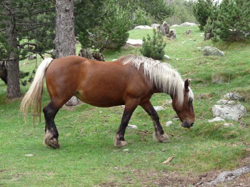 Pyrenaeen_Rifugio-Malniu_006