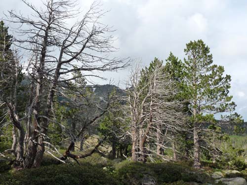 Pyrenaeen_Rifugio-Malniu_035