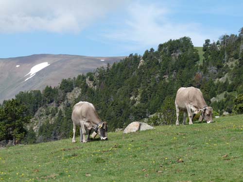 Pyrenaeen_Rifugio-Malniu_074