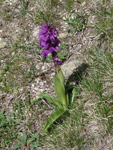 Pyrenaeen_Rifugio-Malniu_076