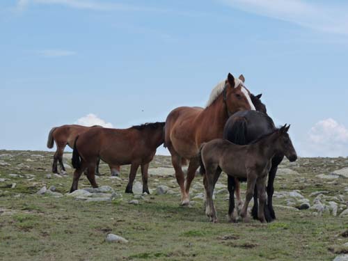 Pyrenaeen_Rifugio-Malniu_082