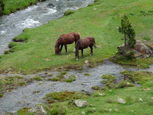 Vallferrera_Pla-de-la-Selva_032