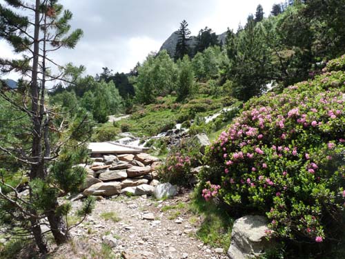 Vallferrera_Pla-de-la-Selva_041