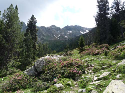 Vallferrera_Pla-de-la-Selva_043