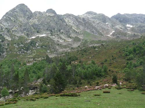 Vallferrera_Pla-de-la-Selva_050
