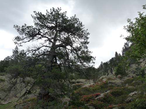 Vallferrera_Pla-de-la-Selva_061