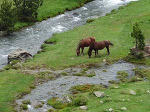 Vallferrera_Pla-de-la-Selva_033
