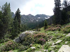 Vallferrera_Pla-de-la-Selva_043