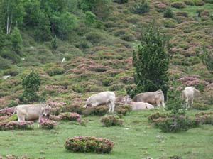 Vallferrera_Pla-de-la-Selva_049