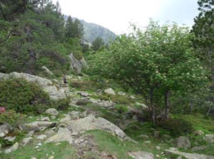 Vallferrera_Pla-de-la-Selva_060