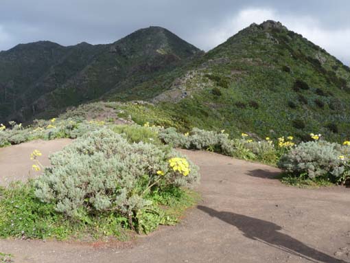 Teneriffa-Wandern-492-Bacaran-Teno-Alto