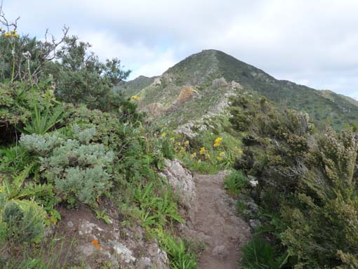 Teneriffa-Wandern-493-Bacaran-Teno-Alto