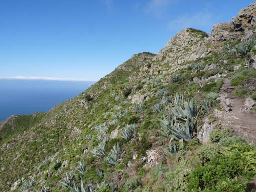 Teneriffa-Wandern-498-Bacaran-Teno-Alto