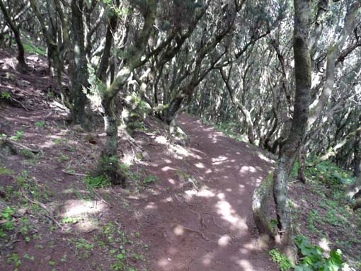 Teneriffa-Wandern-515-Bacaran-Teno-Alto