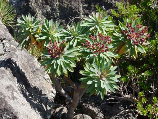 Teneriffa-Wandern-538-Bacaran-Teno-Alto