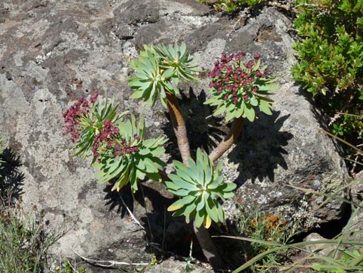 Teneriffa-Wandern-539-Bacaran-Teno-Alto