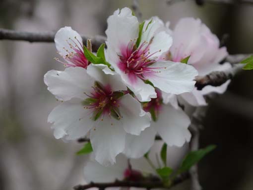 Teneriffa-Wandern-563-Bacaran-Teno-Alto