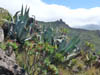 Teneriffa-Wandern-543-Bacaran-Teno-Alto