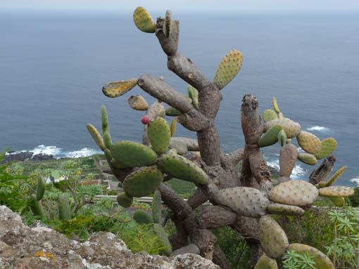 Teneriffa-Wandern-108-Garachico-Tanque