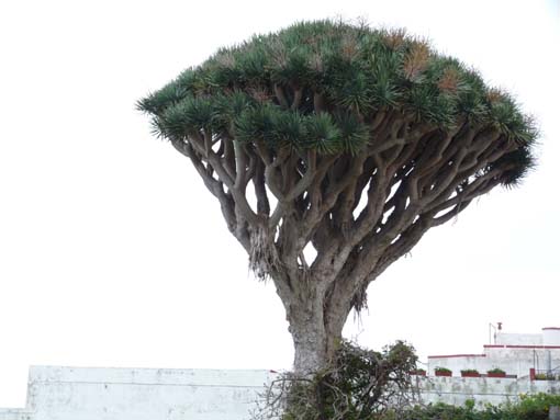 Teneriffa-Wandern-146-Garachico-Tanque