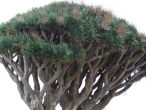 Teneriffa-Wandern-147-Garachico-Tanque