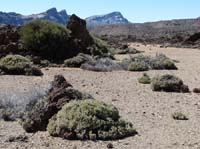 Teneriffa-Wandern-468-Las-Canadas