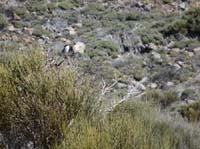 Teneriffa-Wandern-470-Las-Canadas