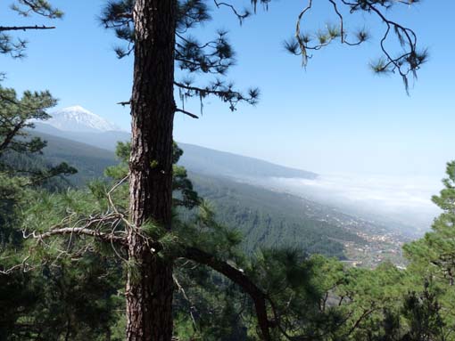 Teneriffa-Wandern-088-Los-Organos