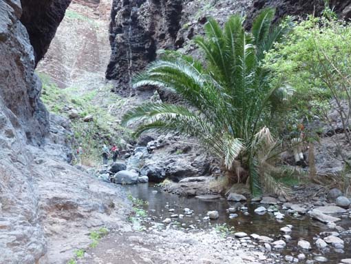 Teneriffa-Wandern-641-Masca-Schlucht