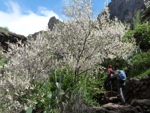 Teneriffa-Wandern-671-Masca-Schlucht