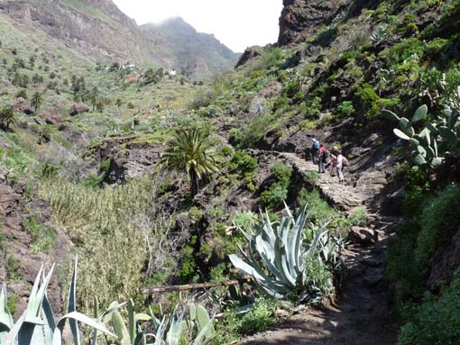 Teneriffa-Wandern-678-Masca-Schlucht