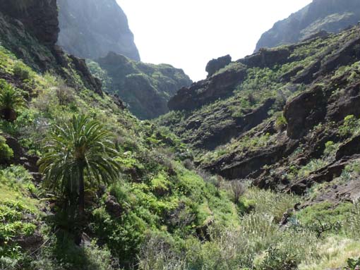 Teneriffa-Wandern-689-Masca-Schlucht