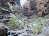 Teneriffa-Wandern-631-Masca-Schlucht