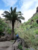 Teneriffa-Wandern-672-Masca-Schlucht