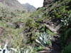 Teneriffa-Wandern-678-Masca-Schlucht