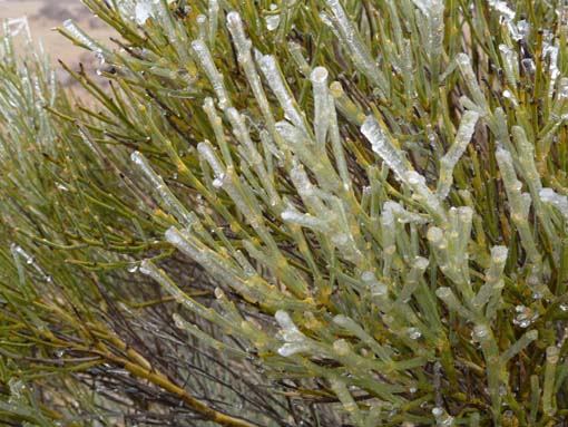 Teneriffa-Wandern-805-MontBlanca-ElPortillo